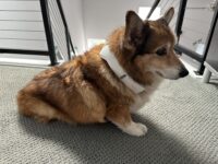 Corgi dog wearing Ranvoo AICE Lite cooling neck fan