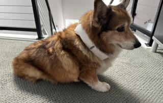 Corgi dog wearing Ranvoo AICE Lite cooling neck fan